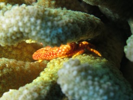 16  Yellow-Spotted Guard Crab IMG 2713